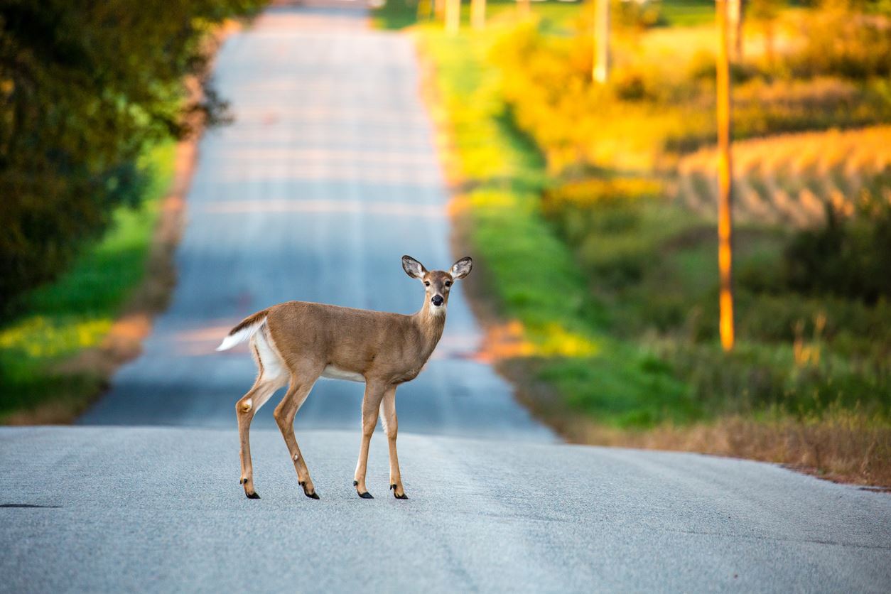 Should You Swerve to Avoid a Deer?